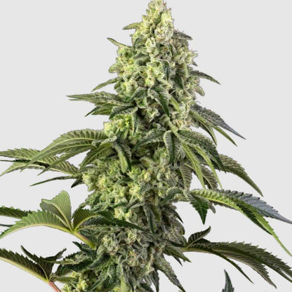 Üppige Cannabisblüte der Sorte Cosmic Kiss mit dichten, harzigen Knospen