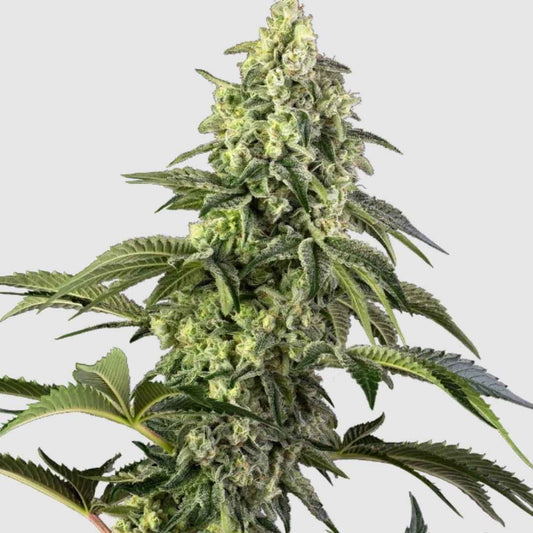 Üppige Cannabisblüte der Sorte Cosmic Kiss mit dichten, harzigen Knospen