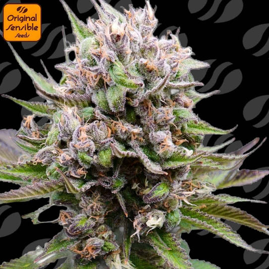 Auto Cotton Berry Rush Blüte mit dichten, harzigen Buds, orangefarbenen Stigmen und kompakter Struktur