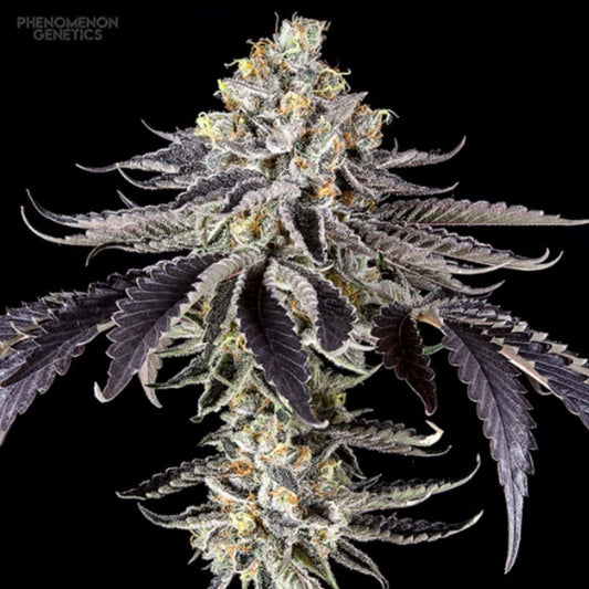 Crazy Melon Cannabisblüte mit harzigen Buds, violetten Blättern und orangefarbenen Blütenhärchen