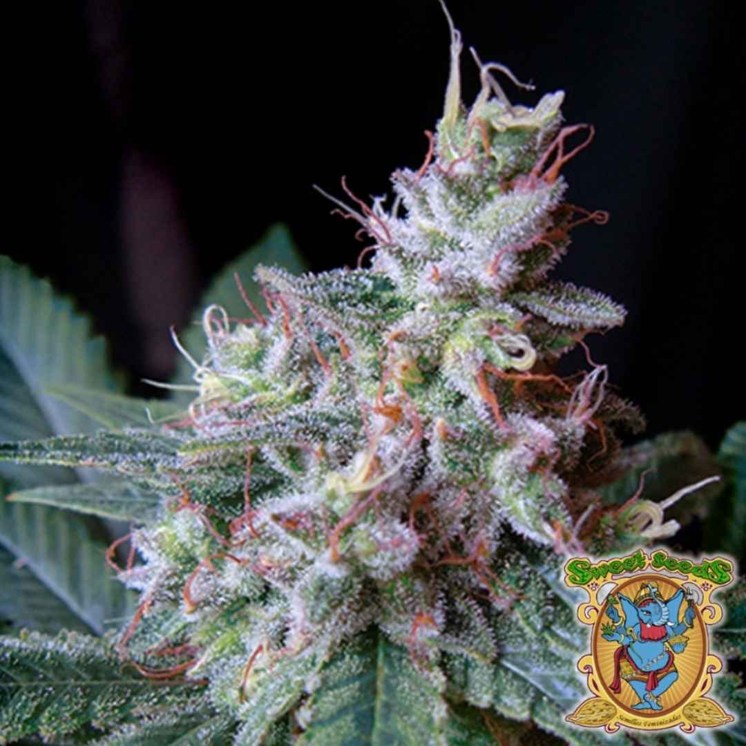 Dichte Cream Caramel Blüte mit glänzenden Harzkristallen und orangefarbenen Blütenhaaren.