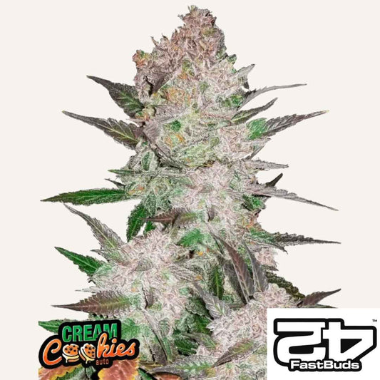 Harzige Cream Cookies Auto Blüte mit dichten Buds, violetten Nuancen und leuchtend grünen Blättern.
