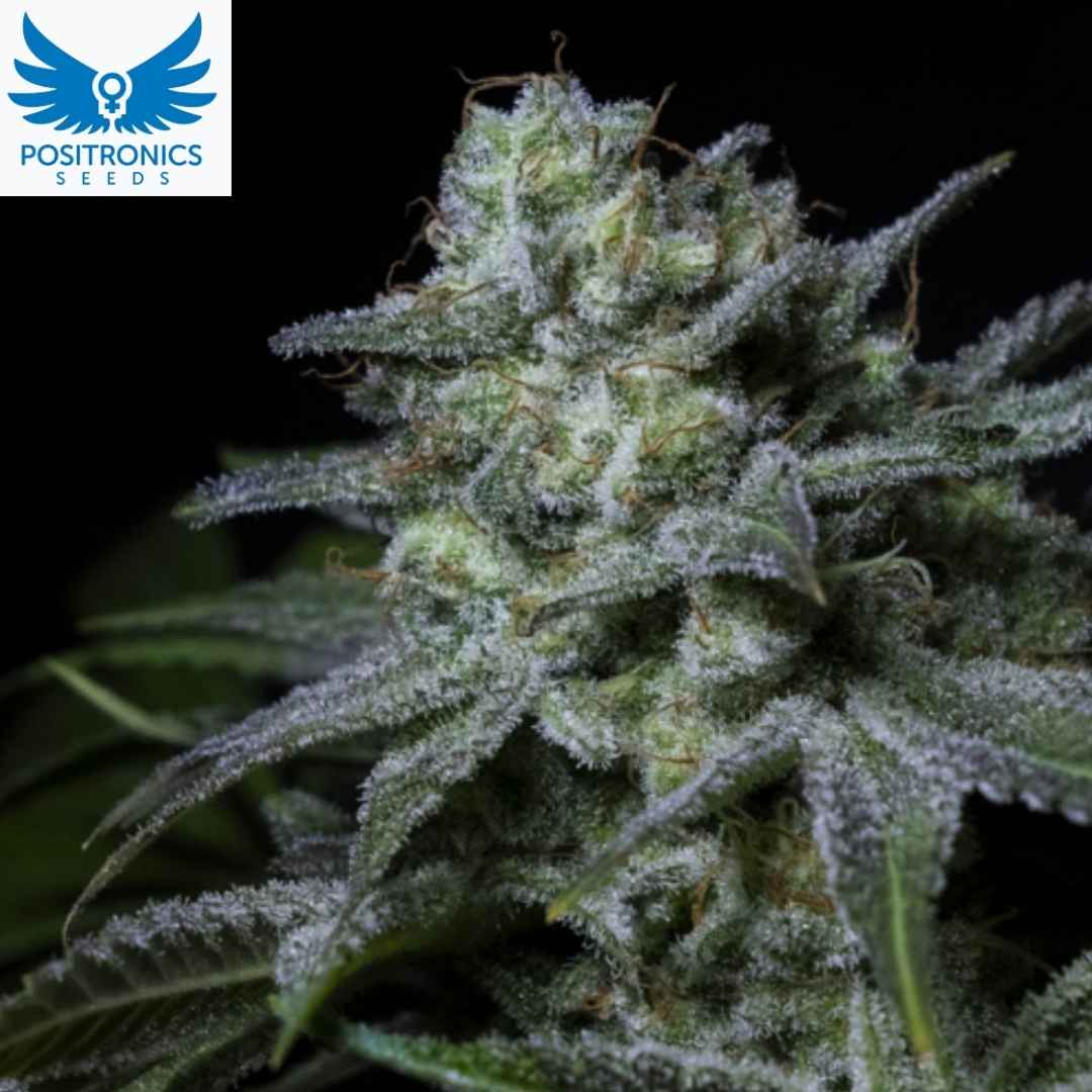 Cream Kong Cannabis Blüte mit dichten, stark bereiften Buds und sichtbaren Trichomen