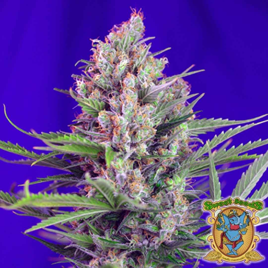 Dicht blühende Cream Mandarine F1 Fast Version mit orangefarbenen Härchen und harzreichen Buds.