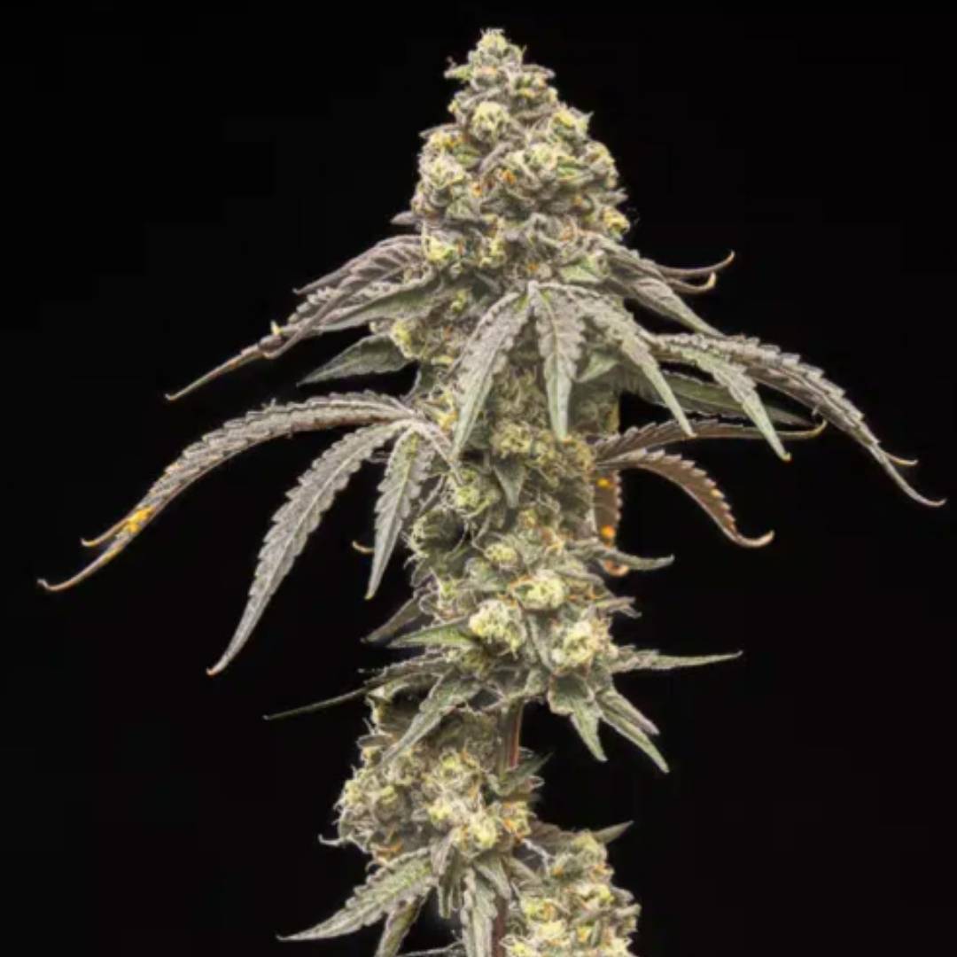 Creamy Kush Gas von World Breeders mit großer, kompakter und stark harziger Cannabisblüte.