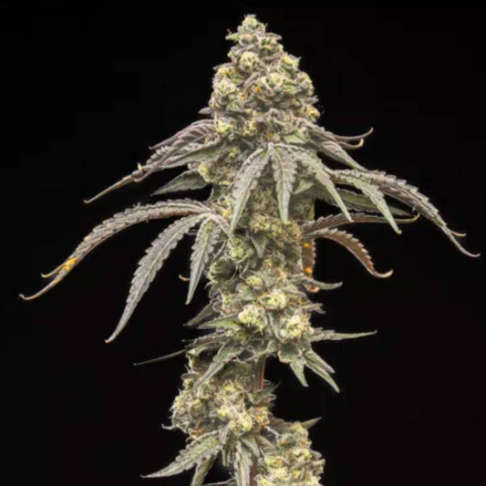 Creamy Kush Gas von World Breeders mit großer, kompakter und stark harziger Cannabisblüte.