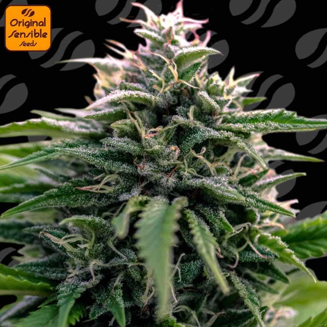 Auto Creamzilla mit kompakter, harziger Blüte, dichtem Budaufbau, feinen Trichomen und leicht gefärbten Blütenhaaren