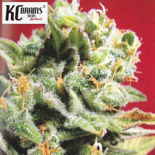 Cristal Limit Cannabisblüte mit dichten Trichomen und orangefarbenen Blütenhaaren