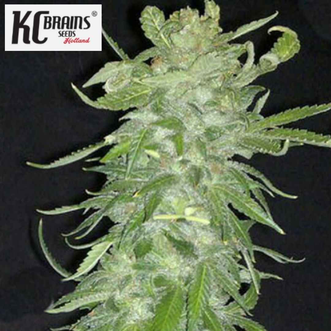 Cristal Paradise Cannabisblüte mit hellgrünen Blättern und sichtbaren Harzkristallen