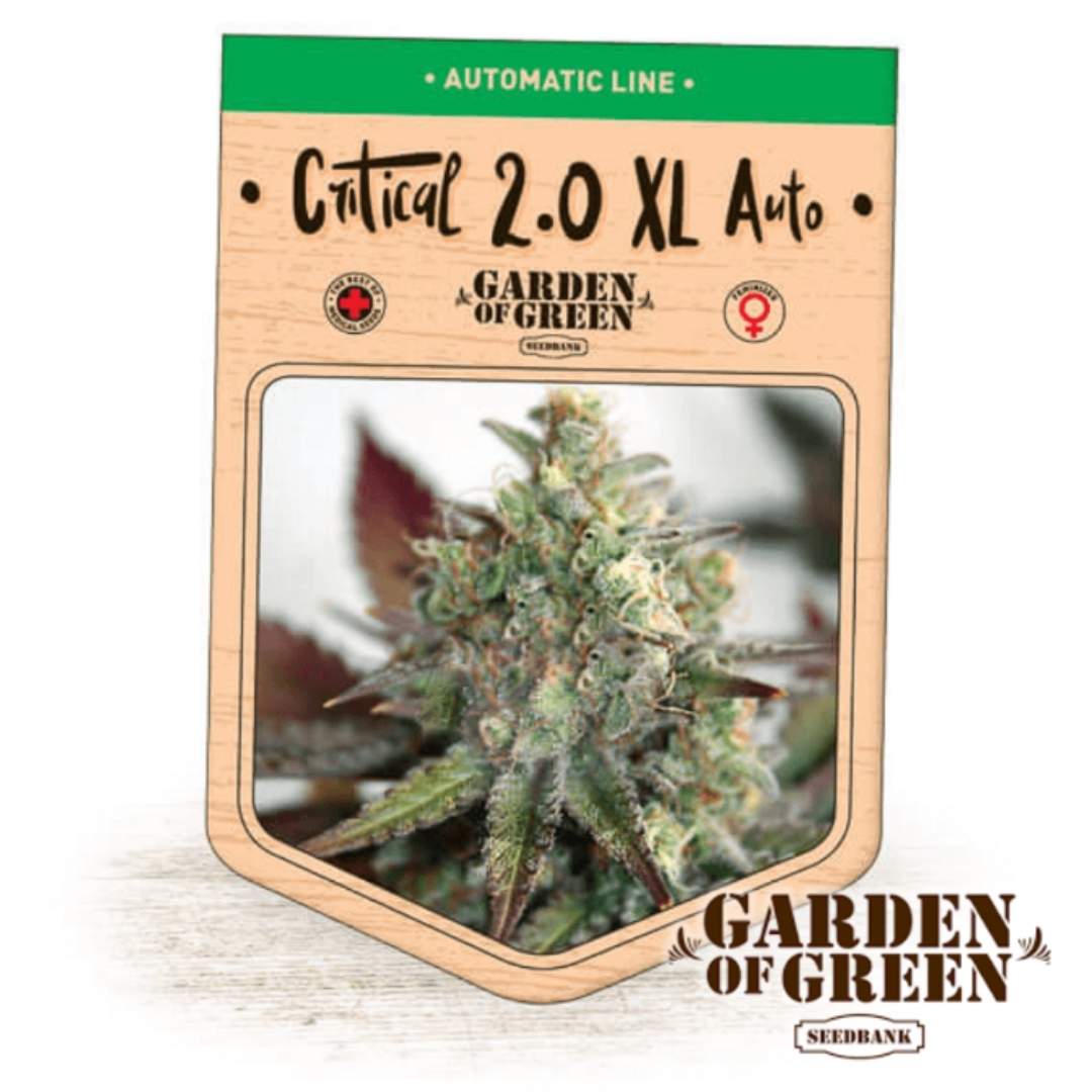 Auto Critical 2.0 XL Bud mit harzigen, dichten Blüten und bunten Sugar Leaves