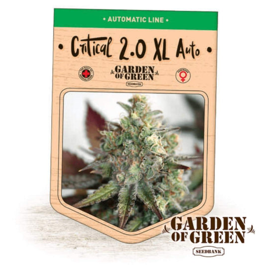 Auto Critical 2.0 XL Bud mit harzigen, dichten Blüten und bunten Sugar Leaves