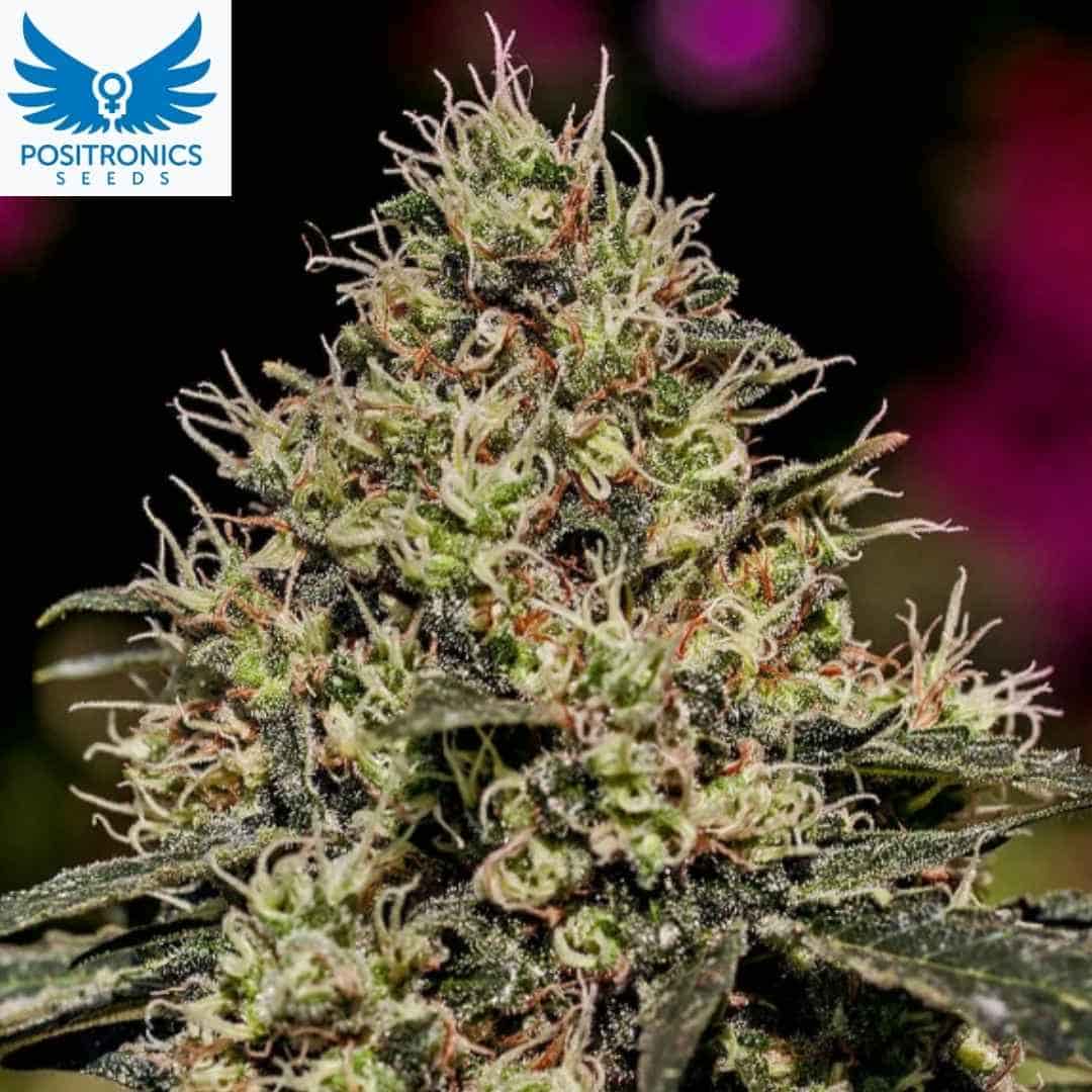 Critical #47 Cannabis Blüte mit dichten harzigen Buds und vielen weißen Pistillen in Nahaufnahme