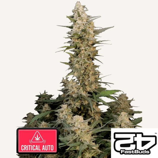 Critical Auto Pflanze mit dichten, harzigen Buds und kompaktem zentralem Hauptstamm.