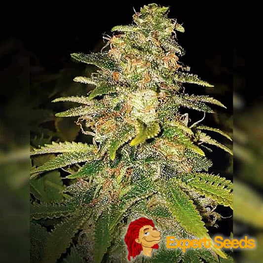 Dicht blühende Critical Blue Auto Pflanze mit harzigen Buds und orangefarbenen Blütenfäden.