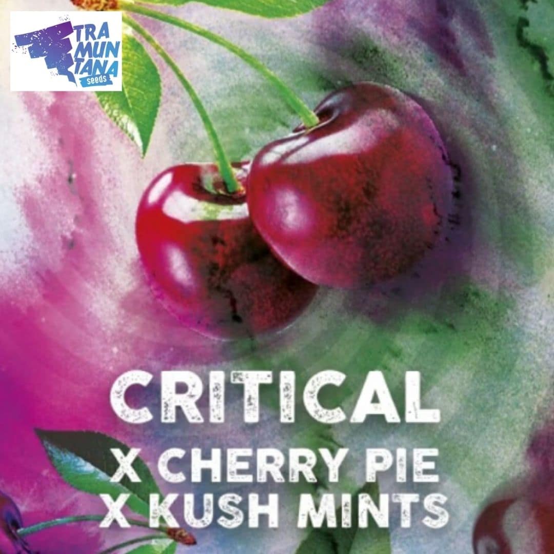 Critical Cherry Motiv mit zwei roten Kirschen und dem Schriftzug Cherry Pie x Kush Mints.