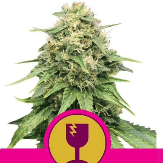 Critical Cannabisblüte mit harzigen Buds und schmalen grünen Blättern