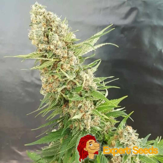 Dichte Critical Gorilla Blüte mit dicken Harztrichomen und orangefarbenen Blütenhaaren