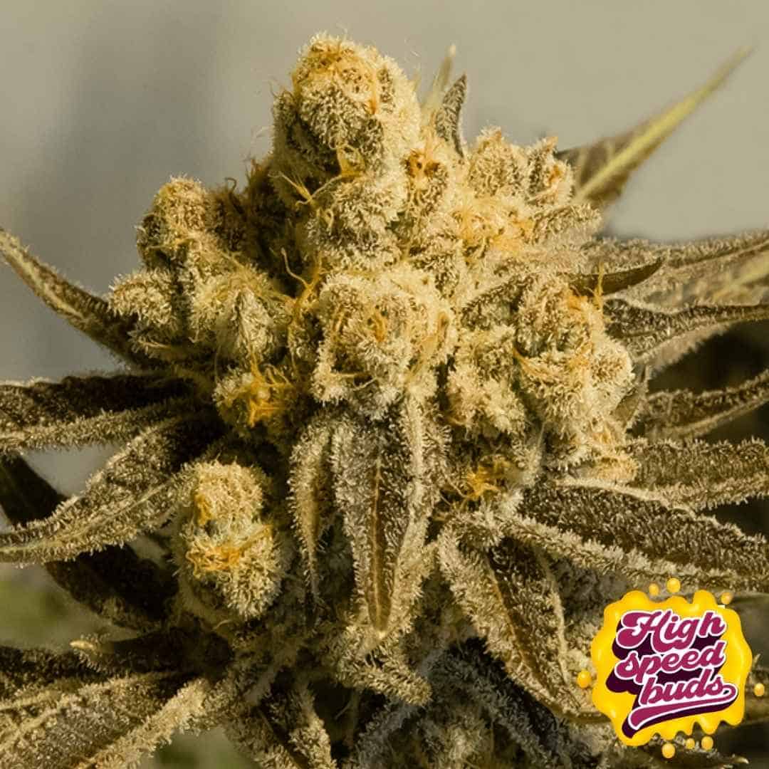 Harzige Cannabisblüte von Critical Glue #4 Auto mit dichten Buds, vielen Trichomen und ausgeprägter Struktur