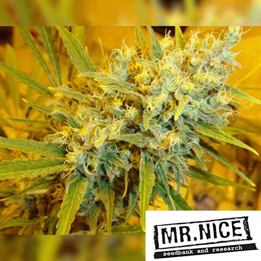 Critical Haze Blüte mit dichten, harzreichen Buds und leuchtend gelben Blütenhaaren