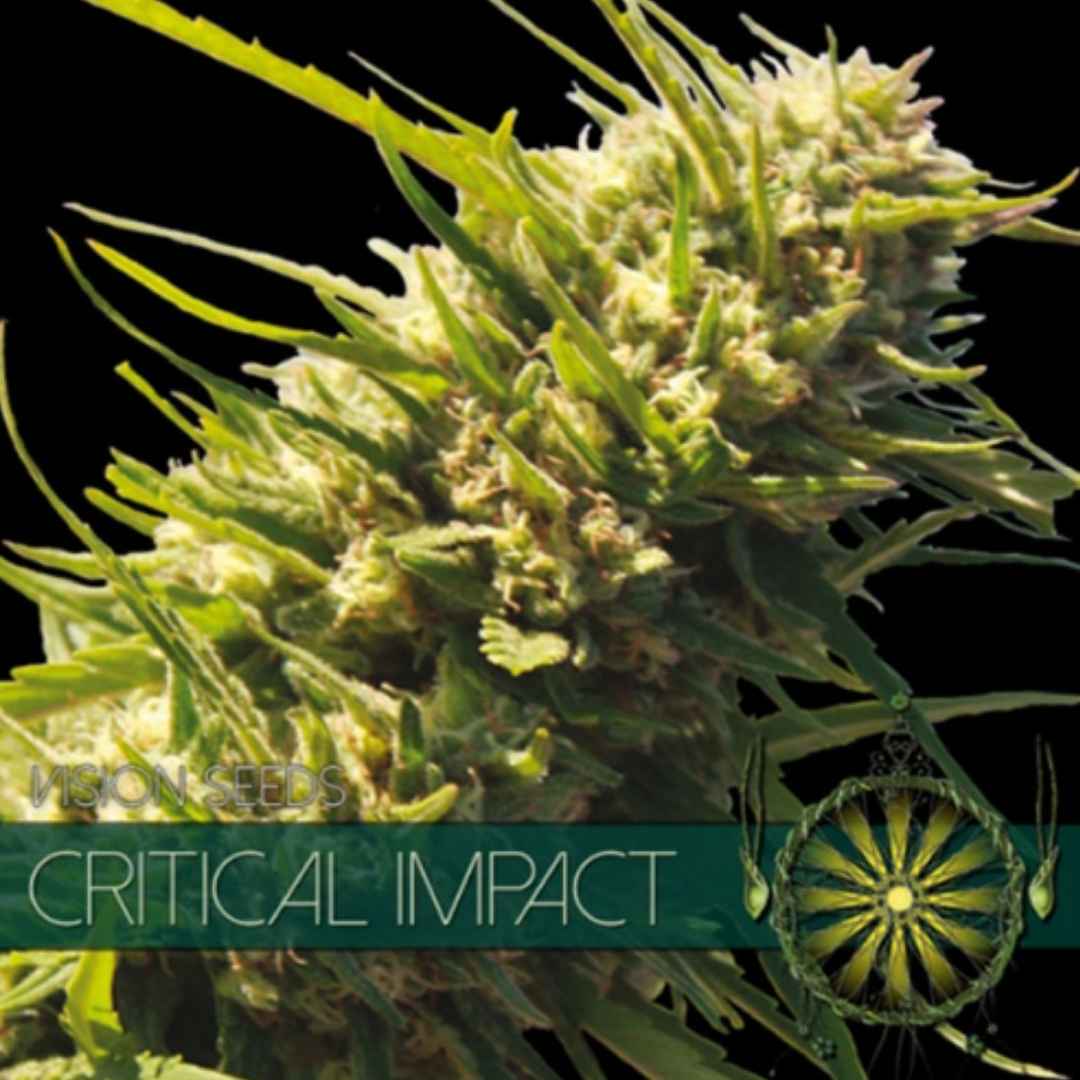 Harzige Critical Impact Blüte von Vision Seeds mit kompakten grünen Blüten und sichtbarer Trichomschicht.