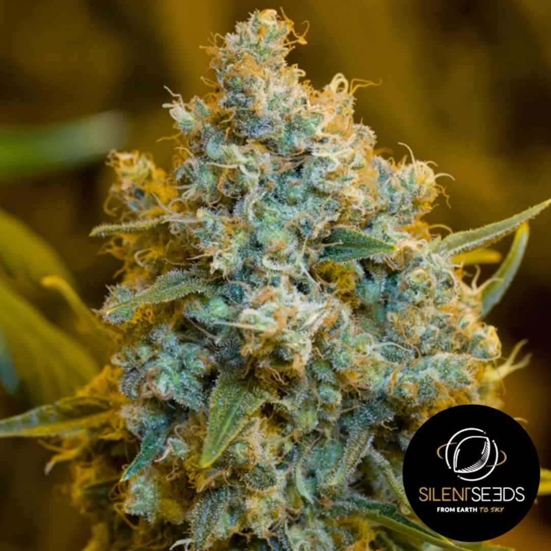 Dichte Critical Jack Blüte mit orangefarbenen Härchen und dicker Schicht aus glitzernden Trichomen