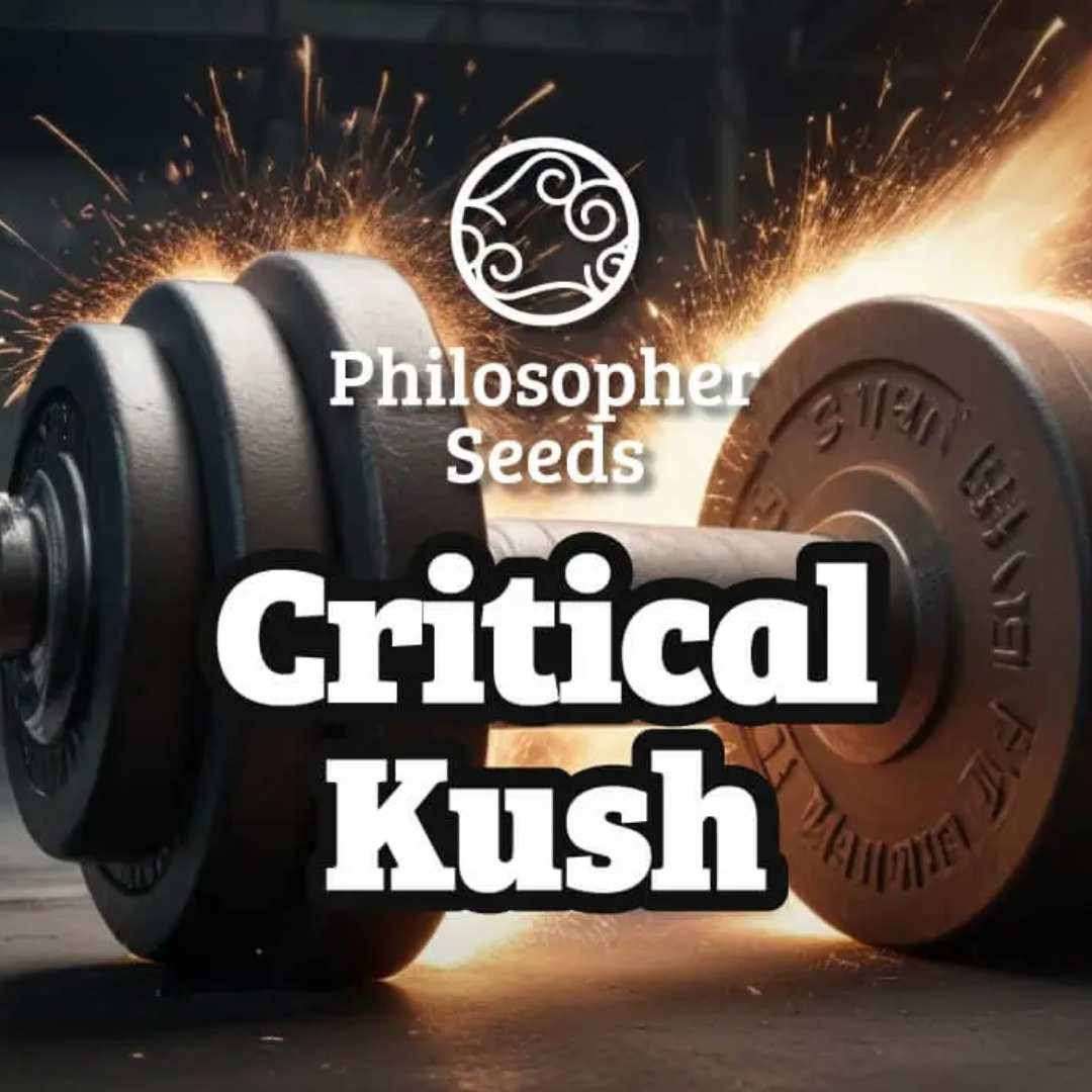 Schwere Hantel mit Funkenflug und dem Philosopher Seeds Logo für Critical Kush.