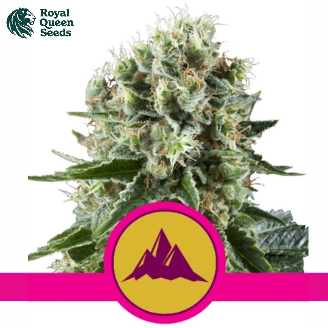 Critical Kush Blüte mit harzigen Knospen, grünen Zuckerblättern und hellen Blütenfäden