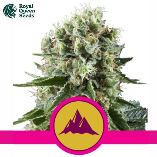 Critical Kush Blüte mit harzigen Knospen, grünen Zuckerblättern und hellen Blütenfäden
