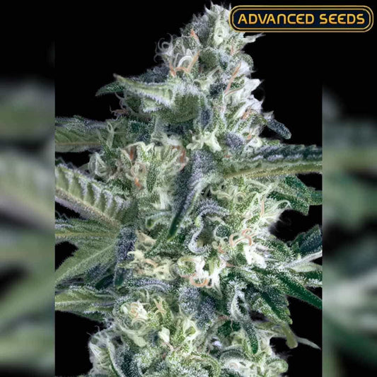 Dicht bewachsene Critical Lemon Fast Blüte mit hellgrünen Buds, weißen Trichomen und orangefarbenen Härchen.