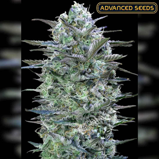 Dicht gewachsene Critical Lemon Blüte mit dicker Harzschicht und grünen sowie violetten Nuancen.