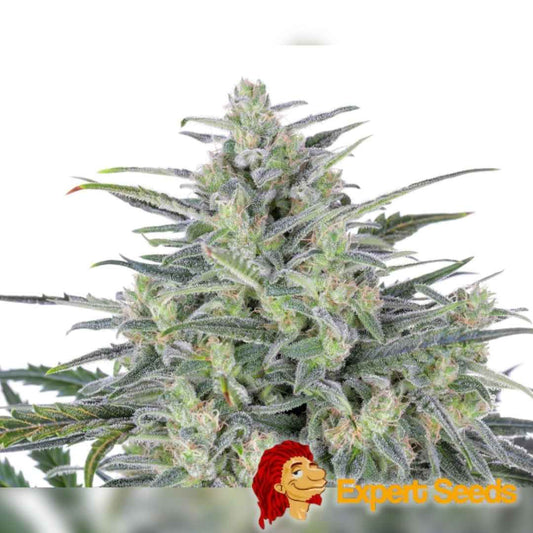 Dichte, harzige Critical Lights Blüte mit hellgrünen Buds und violett glitzernden Trichomen.