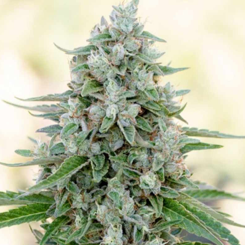 Dicht bewachsene Critical Mango Blüte mit glänzenden Harztrichomen und kräftig grünen Blättern.