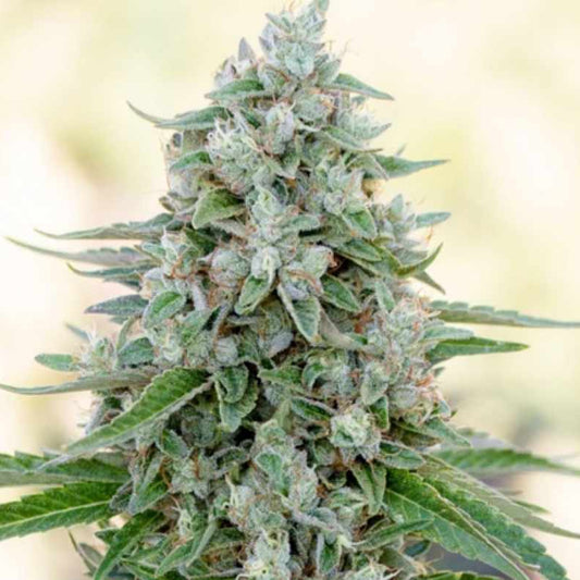 Dicht bewachsene Critical Mango Blüte mit glänzenden Harztrichomen und kräftig grünen Blättern.