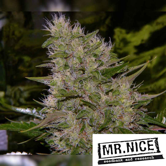 Dichte Critical Mass Blüte mit vielen weißen Trichomen und orangefarbenen Blütenhärchen