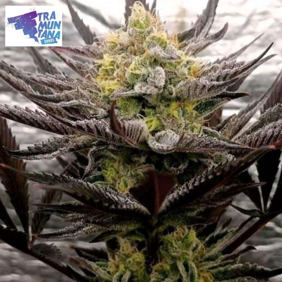 Critical Mints Blüte mit starkem Trichombesatz, grünen Kelchen und dunkelvioletten Zuckerblättern.