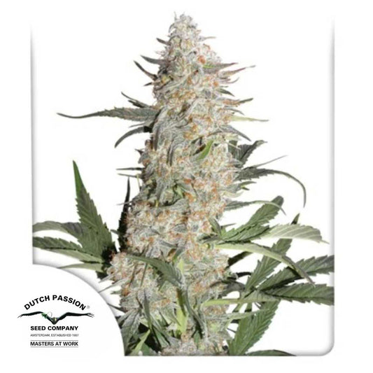 Critical Orange Punch Blüte mit dichten Harztrichomen und orangefarbenen Härchen