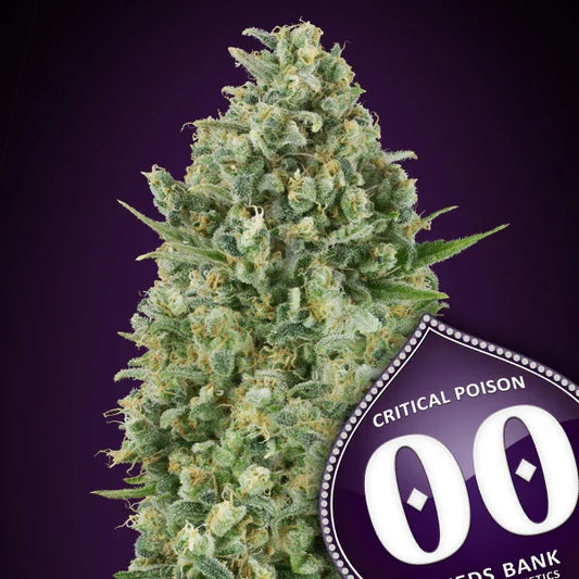 Kompakter Critical Poison Bud mit dichten Harzschichten, leuchtend grünen Blättern und orangefarbenen Blütenhaaren.