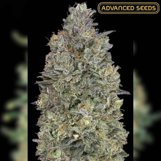 Dicht gewachsene Critical Purple Kush Blüte mit violett-grünen Nuancen und glänzender Harzschicht.