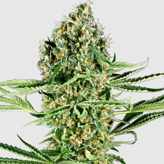 Critical Runtz Blüte mit dichten Harzknospen, orangefarbenen Stigmen und üppigen grünen Zuckerblättern