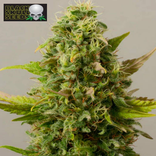 Auto Critical Ryder mit kompakter Cannabisblüte, Harztrichomen und hellen Blütenfäden