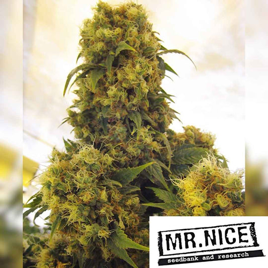 Dichte Critical Skunk Blüten mit vielen orangefarbenen Härchen und kompaktem Wuchs.