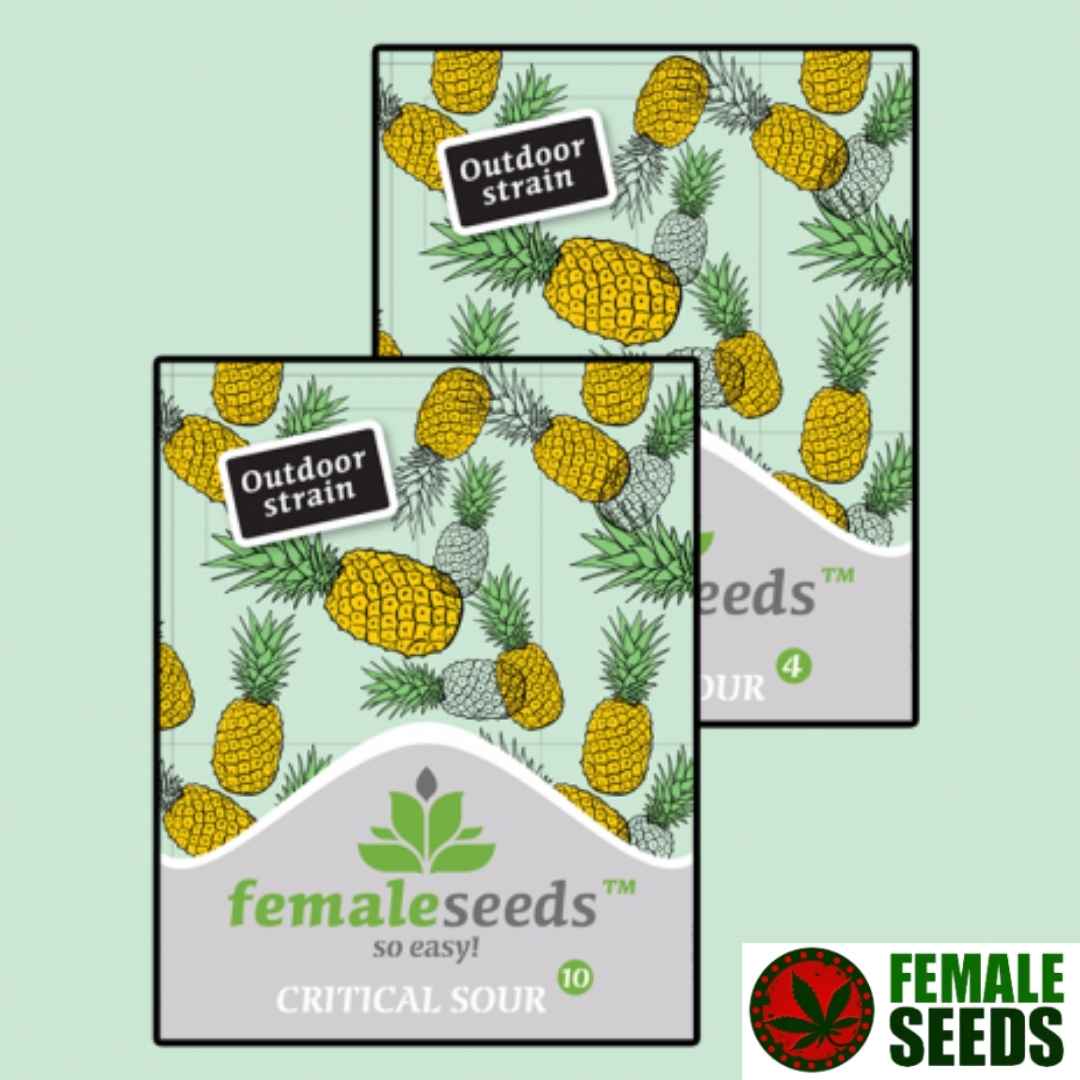 Critical Sour Blüte mit dichten, harzigen Buds und orangefarbenen Stempeln an kräftigen Fächerblättern