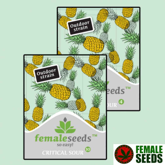 Critical Sour Blüte mit dichten, harzigen Buds und orangefarbenen Stempeln an kräftigen Fächerblättern