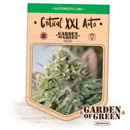 Harzige Blüte der Auto Critical XXL mit dichten Trichomen und orangefarbenen Härchen