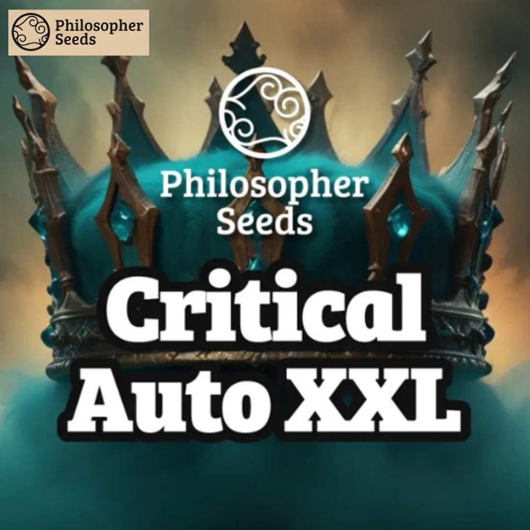 Critical Auto XXL Schriftzug mit Philosopher Seeds Logo auf dekorativer Krone