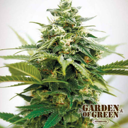 Critical XXL Blüte mit dichten Harzschichten und kräftigen Indica-Strukturen