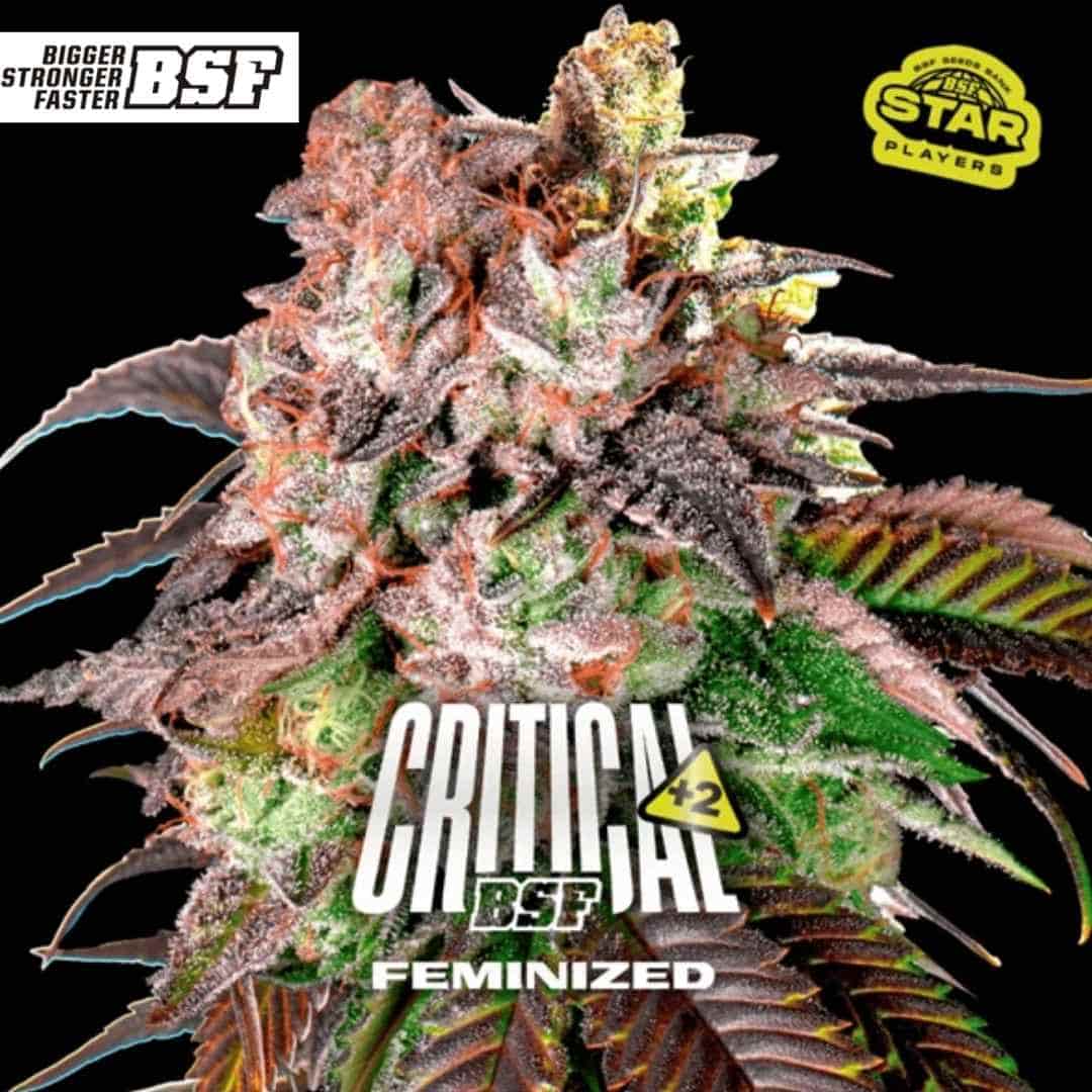 Critical +2 Cannabispflanze mit dichten, harzigen Blüten und orangefarbenen Stempeln in der Blütephase