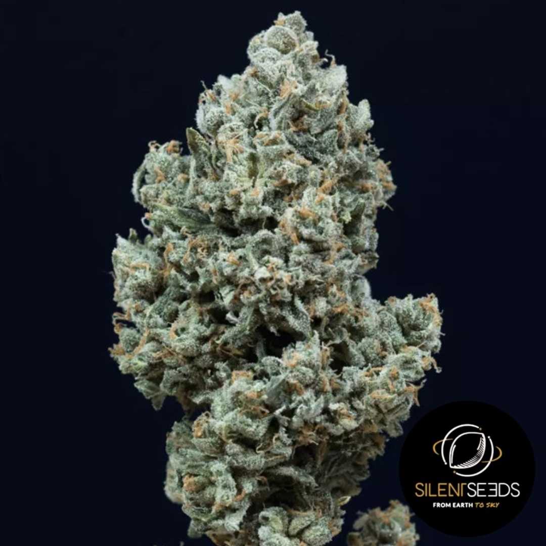 Dicht bewachsene Critical + 2.0 Auto Blüte mit hellgrünen Buds, dicker Harzschicht und orangefarbenen Blütenhärchen.