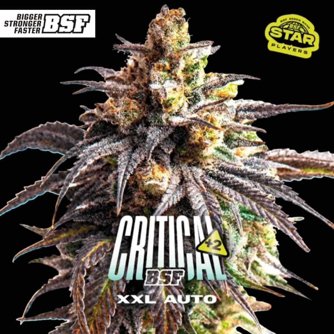 Reife, harzreiche Blüte der Sorte Auto Critical +2 XXL mit kompakten Buds und starkem Trichombesatz