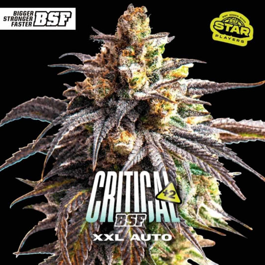 Reife, harzreiche Blüte der Sorte Auto Critical +2 XXL mit kompakten Buds und starkem Trichombesatz